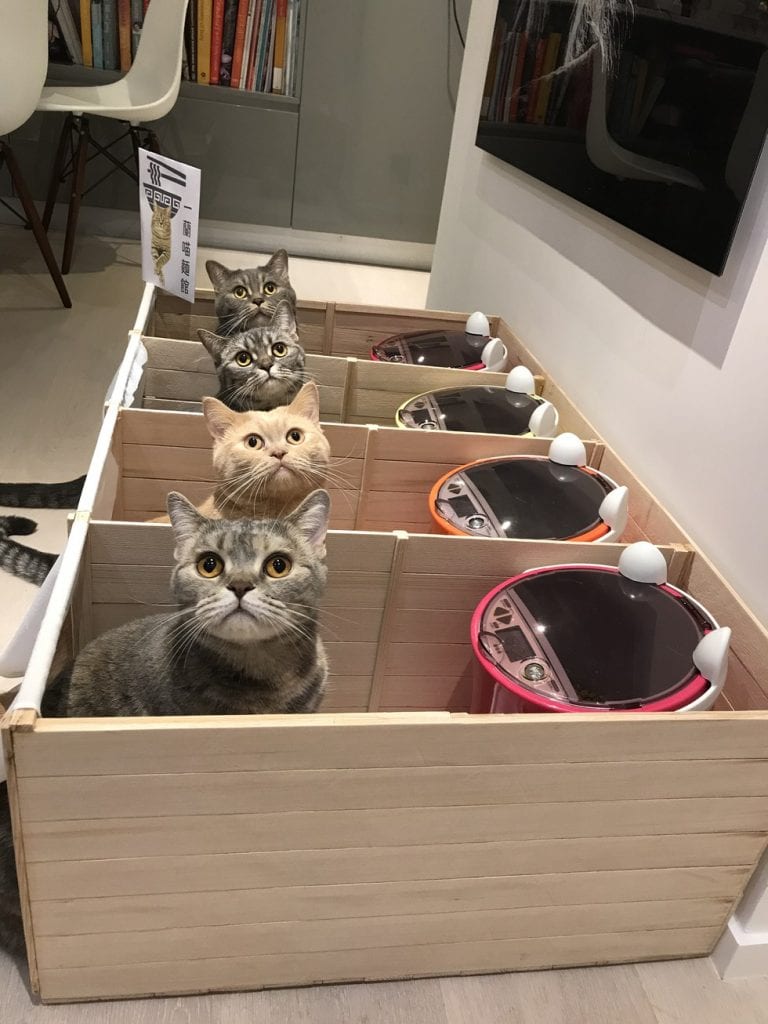 Cats eating