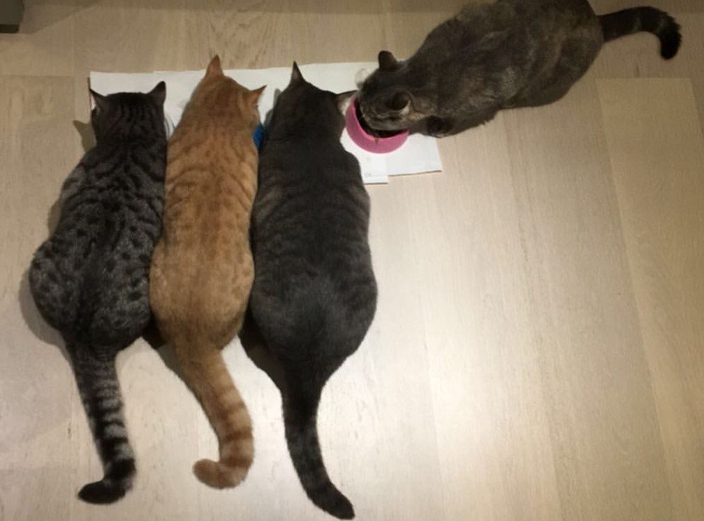 Fat cats eating