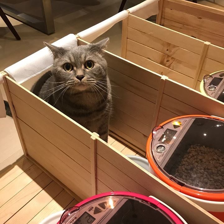 Meatball dining