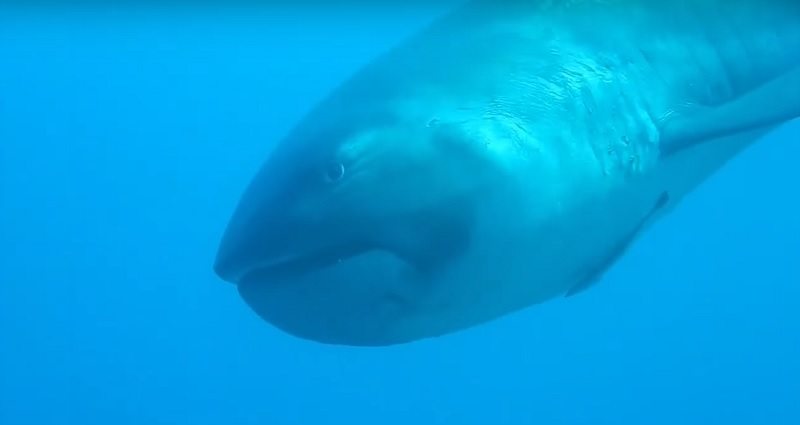 Extremely Rare ‘Megamouth’ Shark Caught On Video Off Indonesia