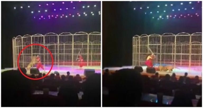 Overworked Circus Tiger Attacks Trainer During Performance in China