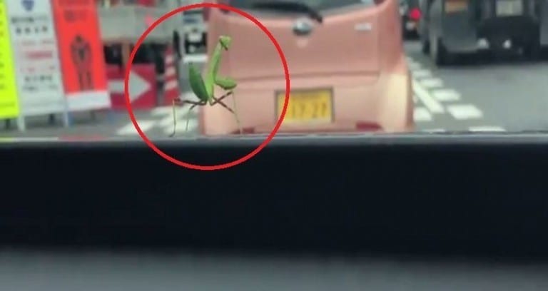 Praying Mantis Thanks Driver in the Most Adorable Way For Giving Him a Ride in Japan