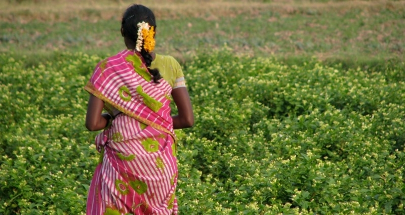Indian Woman Field