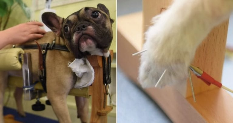 Acupuncture for Cats and Dogs is Trending in China