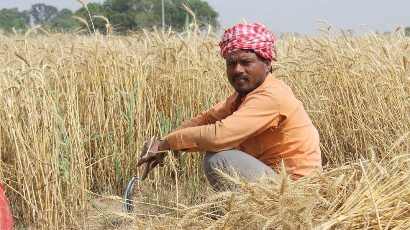Global Warming Has Caused 60,000 Indian Farmers to Commit Suicide