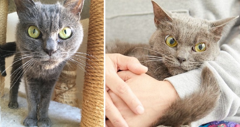 Ohio shelter cat becomes famous for his resting cranky face