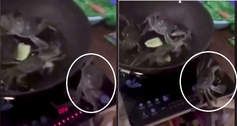Heroic Crab in China Jumps Out of Boiling Water to Save Friends From Being Cooked Alive