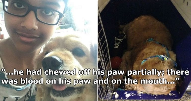 Devastated Woman Accuses Singapore Airlines of Negligence Over Pet Dog’s Death