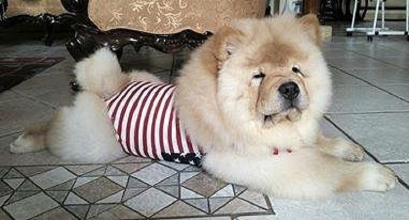 Chubby chow hotsell chow puppy