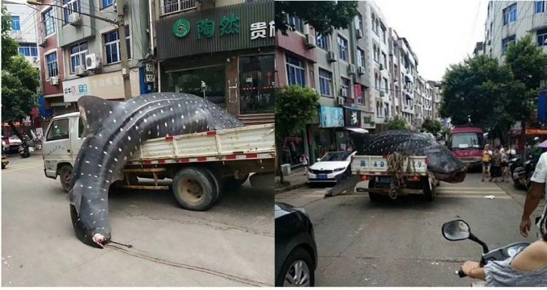 Fishermen Spark Outrage After Driving a Dead Whale Shark to Illegally Sell Around Town in China