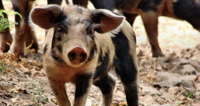 Chinese Scientists Successfully Use Mouse Genes to Create Genetically Low-Fat Pigs