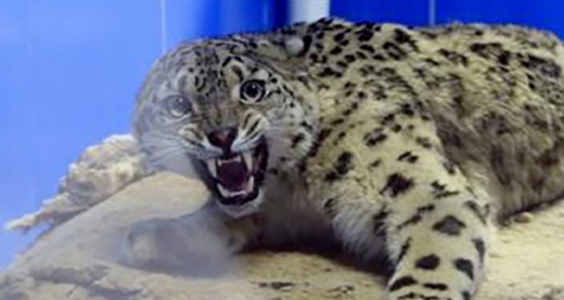 Chinese Experts Rescue Paralyzed Snow Leopard Found in Tibetan Plateau