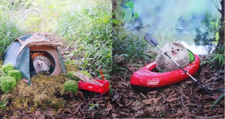 Japanese Hedgehog’s Adorable Camping Trip Will Warm Your Cold, Dead Soul