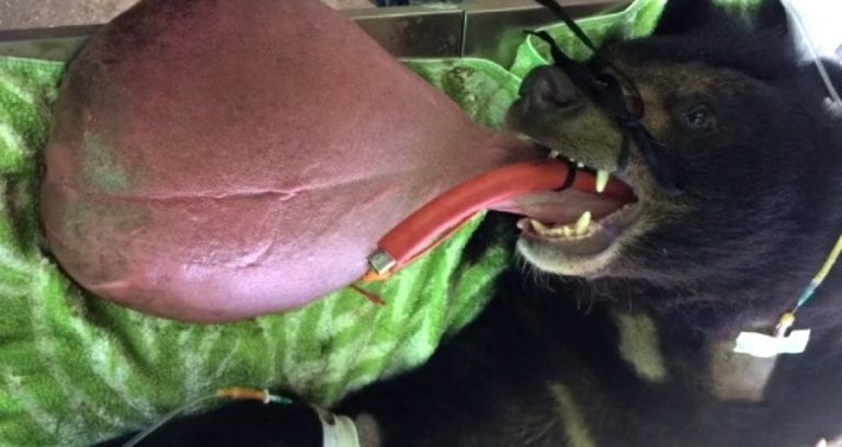 Bear Rescued By Monks in Myanmar Has Operation to Remove 7 Pounds of Tongue