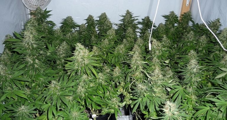 Chinese Immigrants Keep Getting Arrested During Marijuana Farm Raids in California
