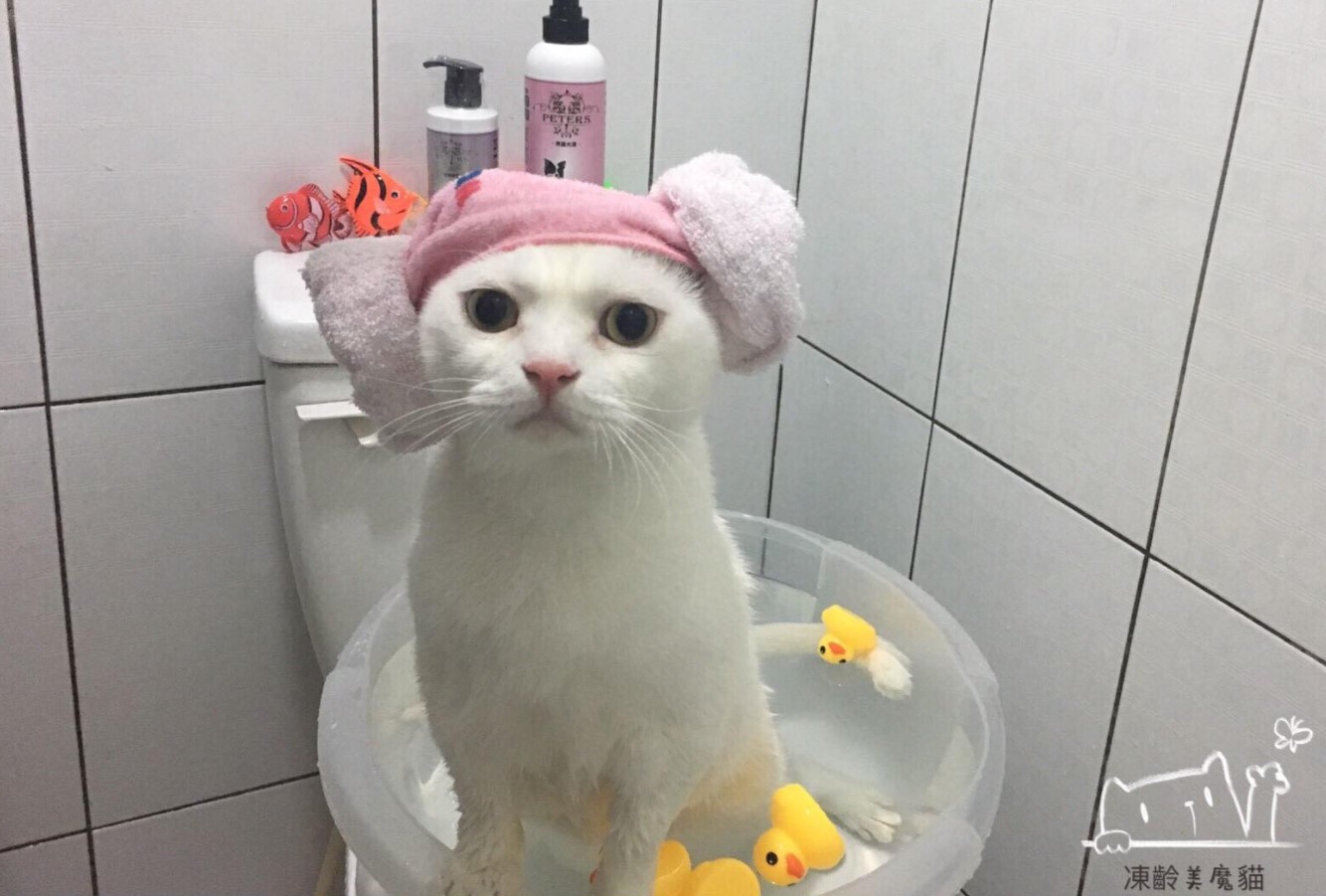 Кот в ванной в шапочке