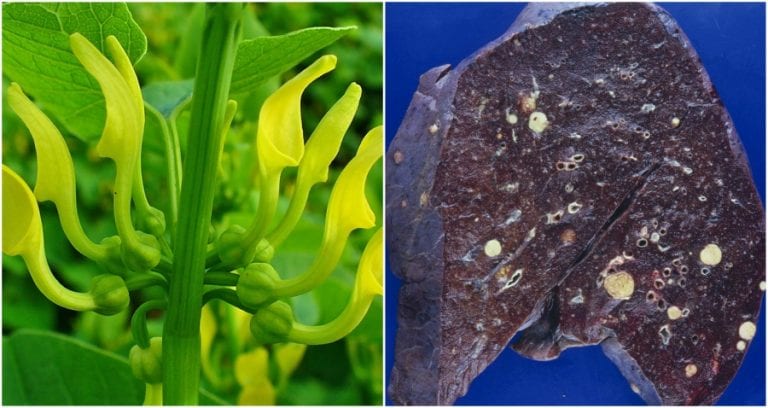 Acid in Traditional Chinese Medicine May Cause Liver Cancers, Study Finds