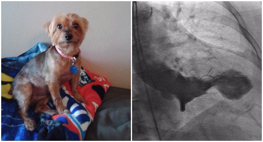 Texas Woman Gets Legitimate ‘Broken Heart Syndrome’ After Her Dog’s Death