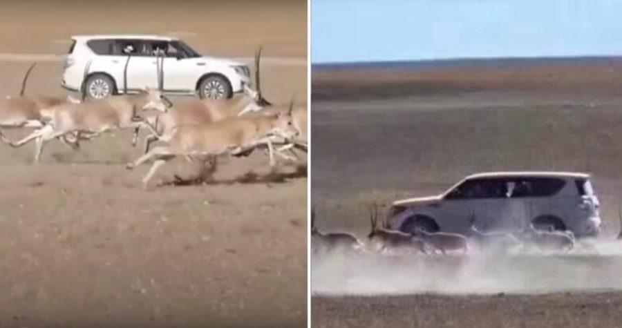 Chinese Tourists Fined $16,000 After Chasing Endangered Animals in an SUV for a Photo