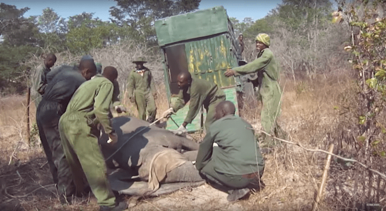 Disturbing Video Shows Captured Baby Elephants Being Abused and Sold to Chinese Zoos
