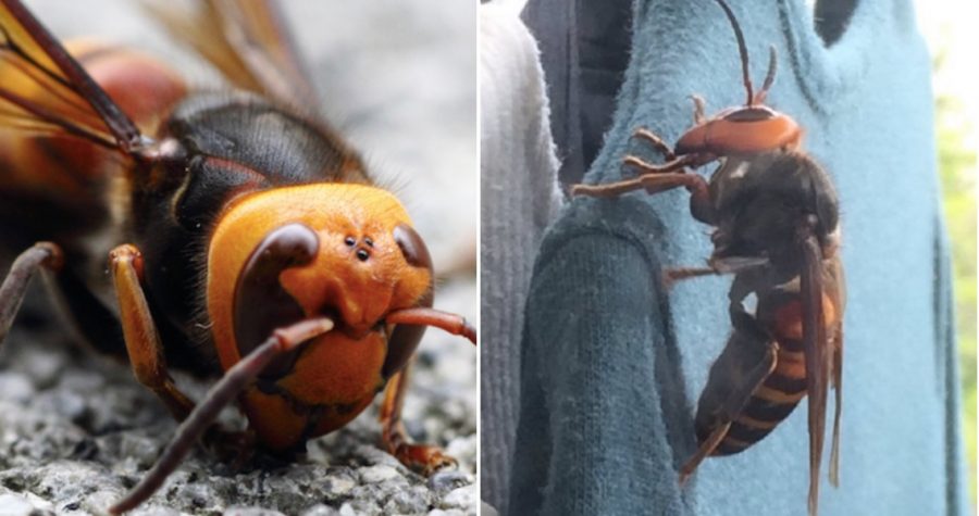 Elderly Woman in Wheelchair Killed By Terrifying Swarm of Asian Giant Hornets in Japan