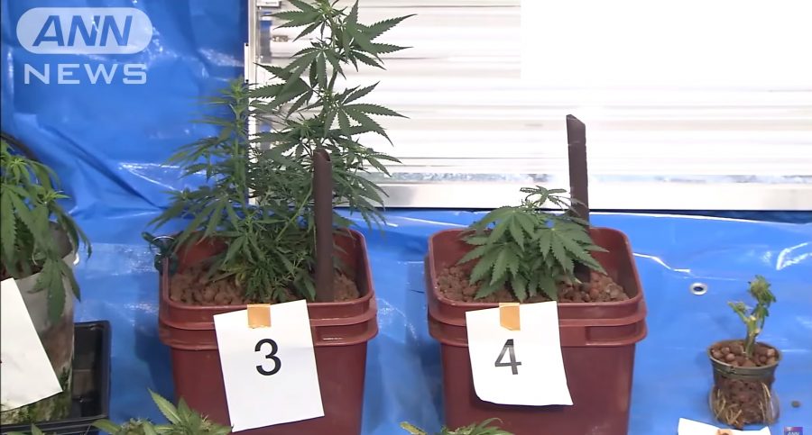 Janitor Arrested After Police Find Over $10,000 of Marijuana in Japan