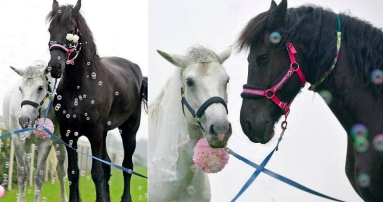 ‘Horse Couple’ Goes Viral in China After People Think They are Really in Love