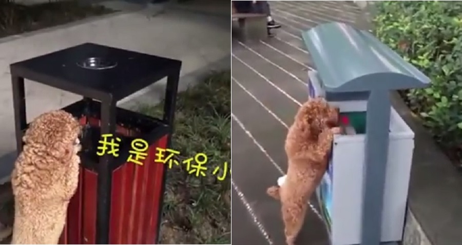 Chinese Poodle’s Trash Clean-Up Game is Absolute Fire