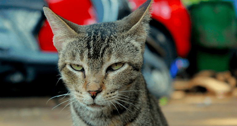 Cat Suspected For Brutal Attempted Murder of Elderly Bed-Ridden Woman in Japan