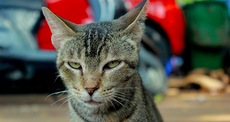 Cat Suspected For Brutal Attempted Murder of Elderly Bed-Ridden Woman in Japan