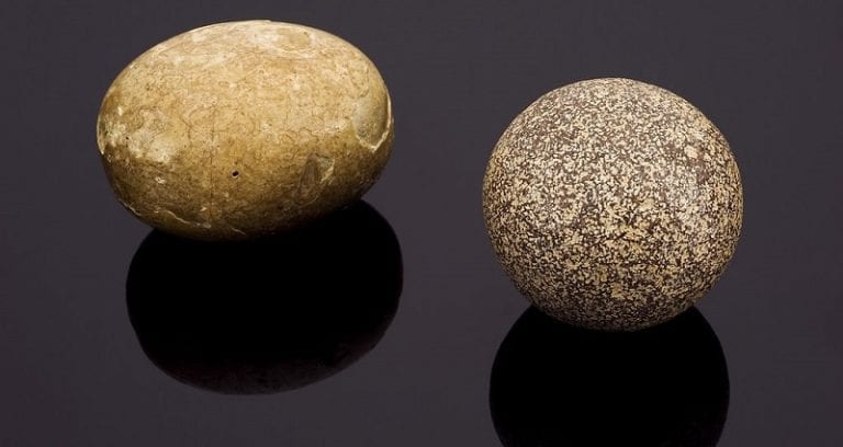 Chinese Farmer Finds Pig Gallstone Worth $605,000