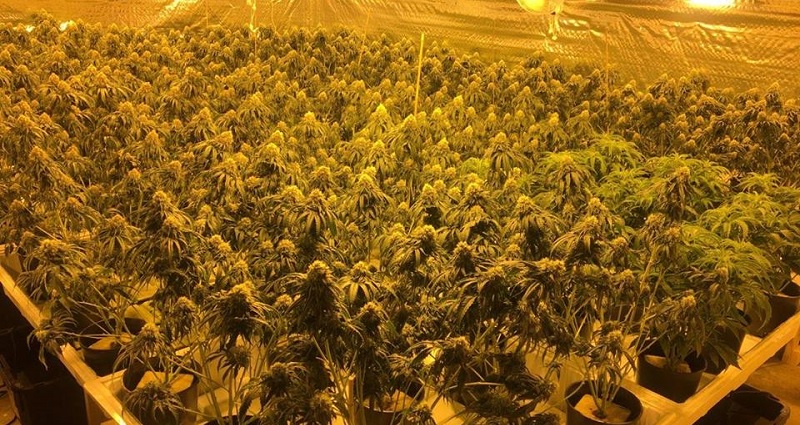 47 Chinese Citizens Arrested After Cops Raid $80 Million Marijuana Operation in Washington