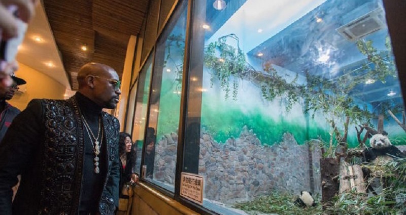 Floyd Mayweather Jr. Adopts Baby Panda in China, Names It After Himself