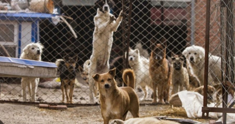 Why You’re Probably a Hypocrite if You Judge People Who Eat Dogs