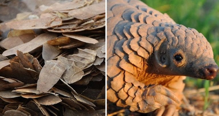 China Seizes Biggest Shipment of the Most Trafficked Endangered Animal in The World