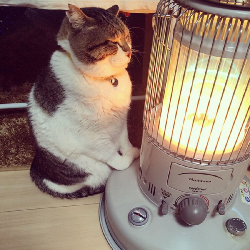 cat