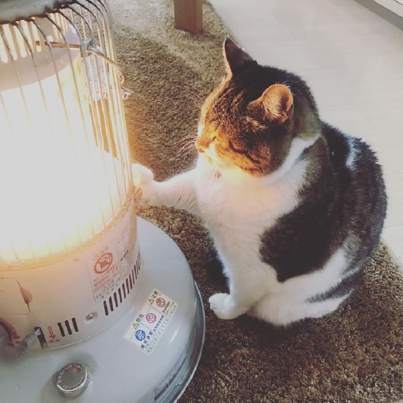 cat