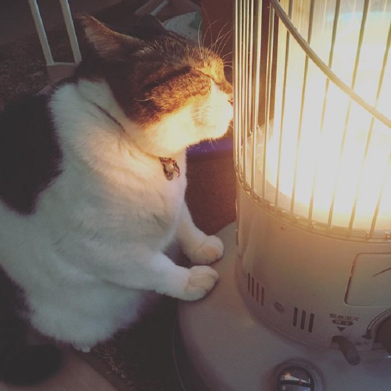 cat