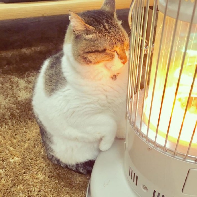 cat