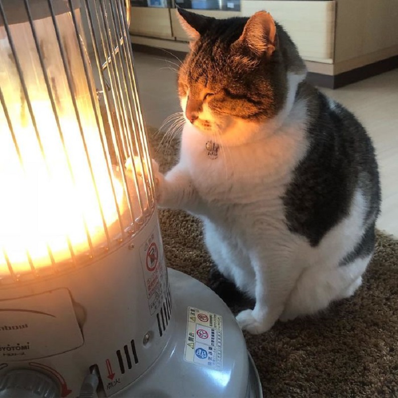 cat
