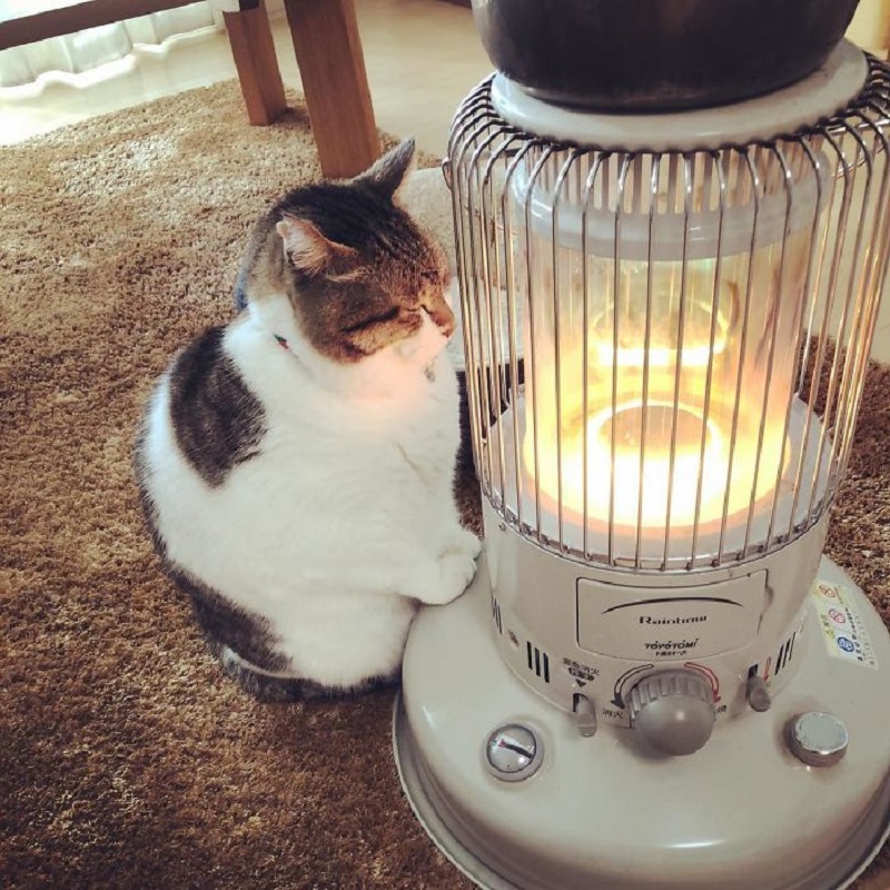 cat