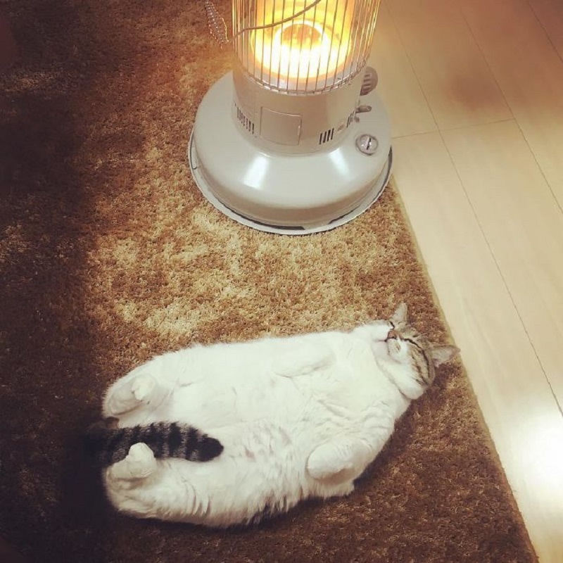 cat