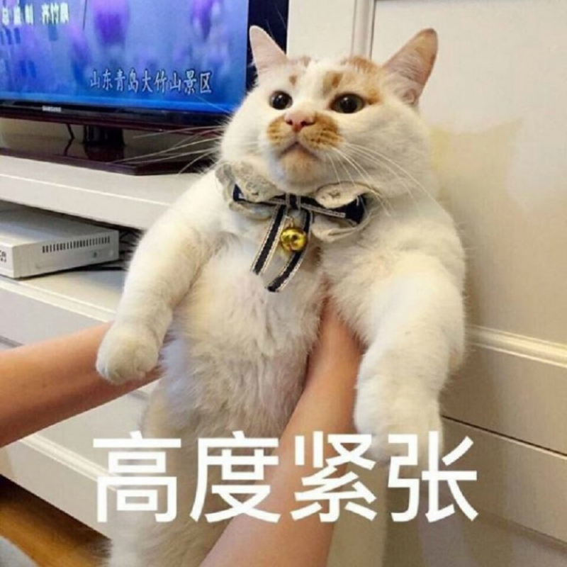 lou lou cat