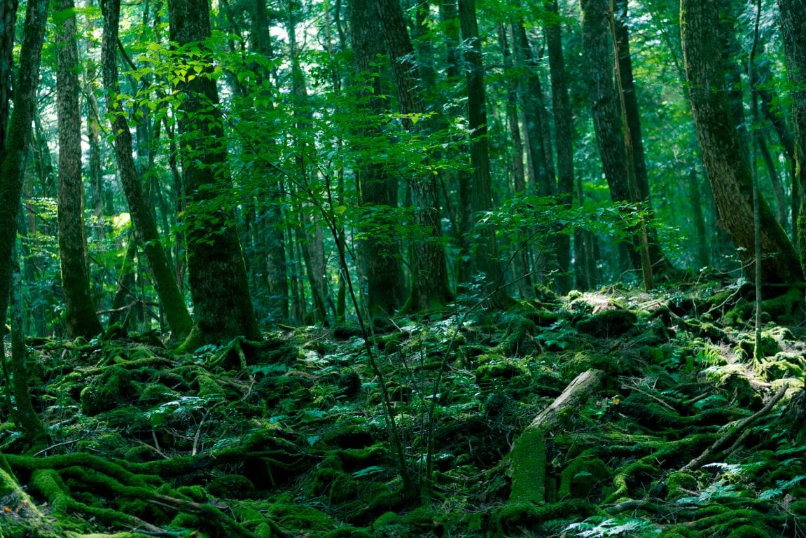 Inside Aokigahara Japan S Infamous Suicide Forest