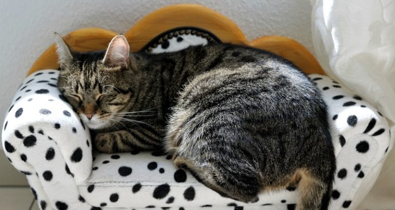 Cat-Sniffing Has Officially Taken Over China’s Youth