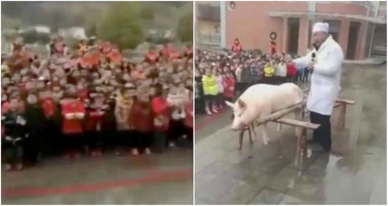 School in China Dissects Entire Pig in Front of 600 Kindergarten Students