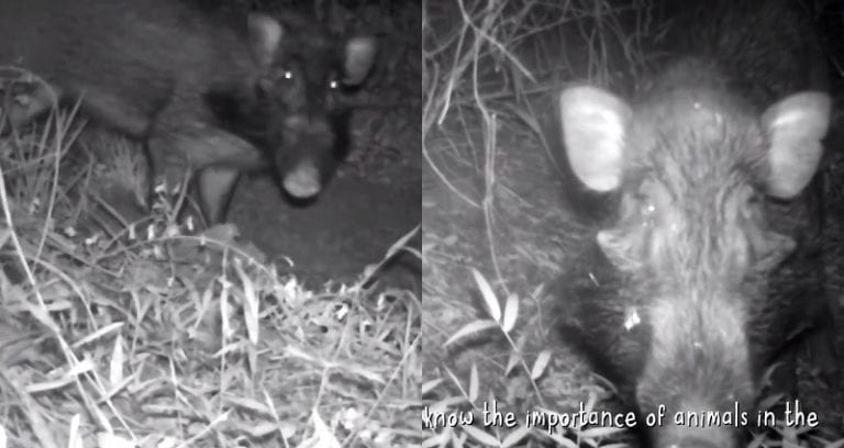 ‘World’s Ugliest Pig’ Caught in the Wild For the First Time Ever on Camera in Indonesia