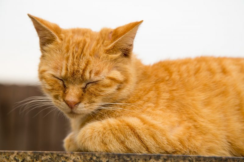 sleeping cat