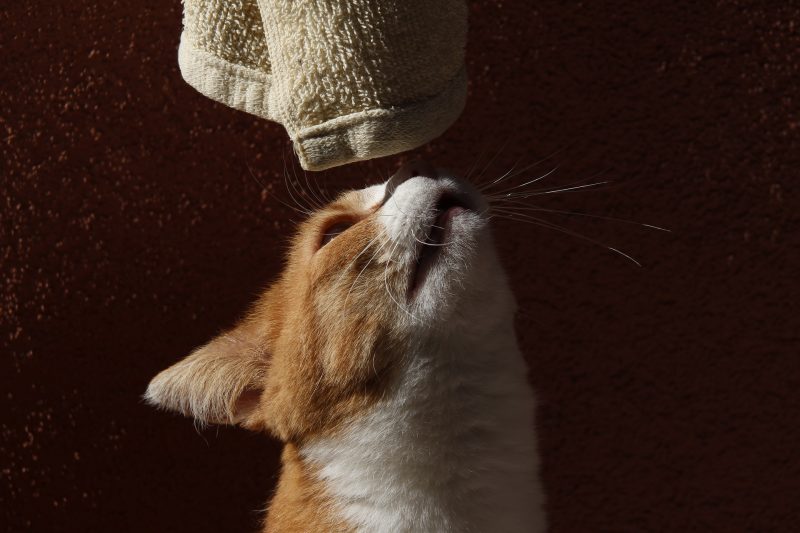 cat sniffing