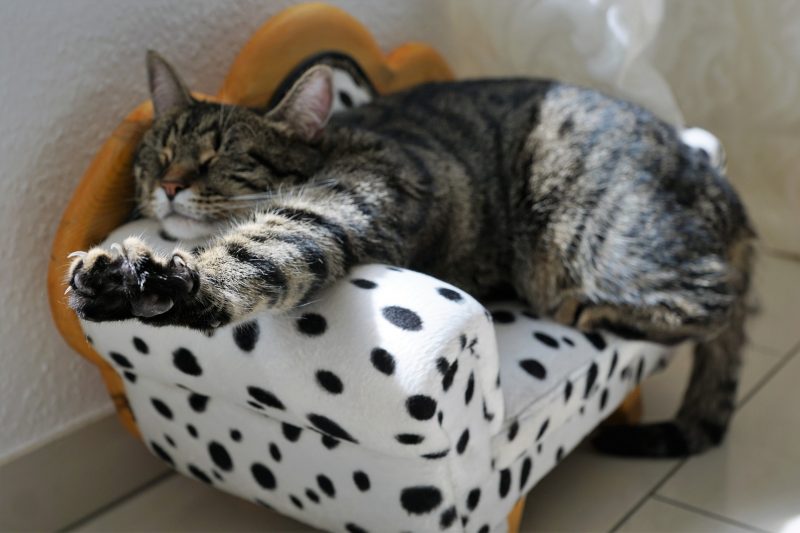 stretching cat